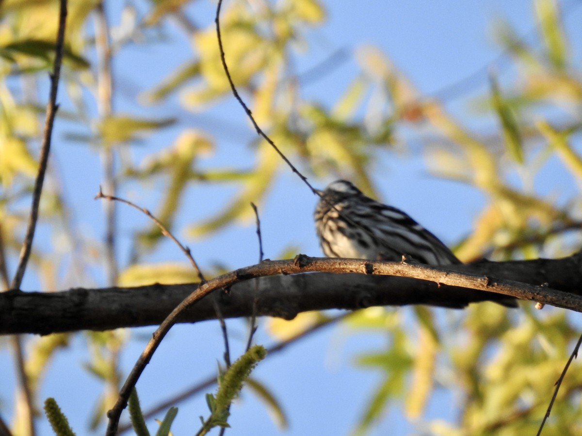 Black-and-white Warbler - Erin Holle