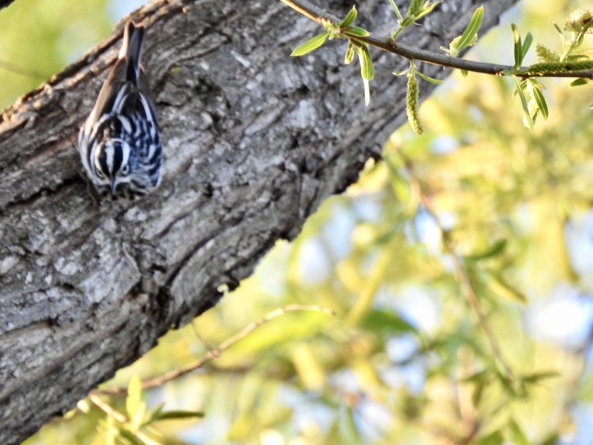 Black-and-white Warbler - Erin Holle