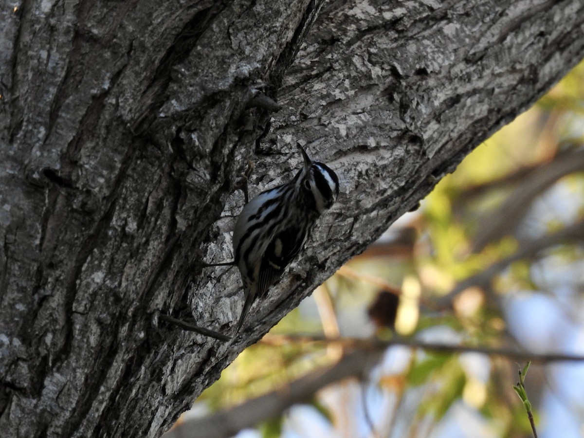 Black-and-white Warbler - Erin Holle