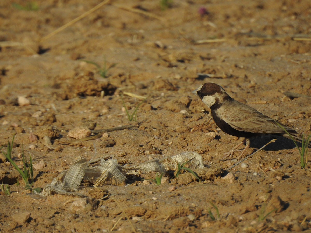 Black-crowned Sparrow-Lark - ML617213195