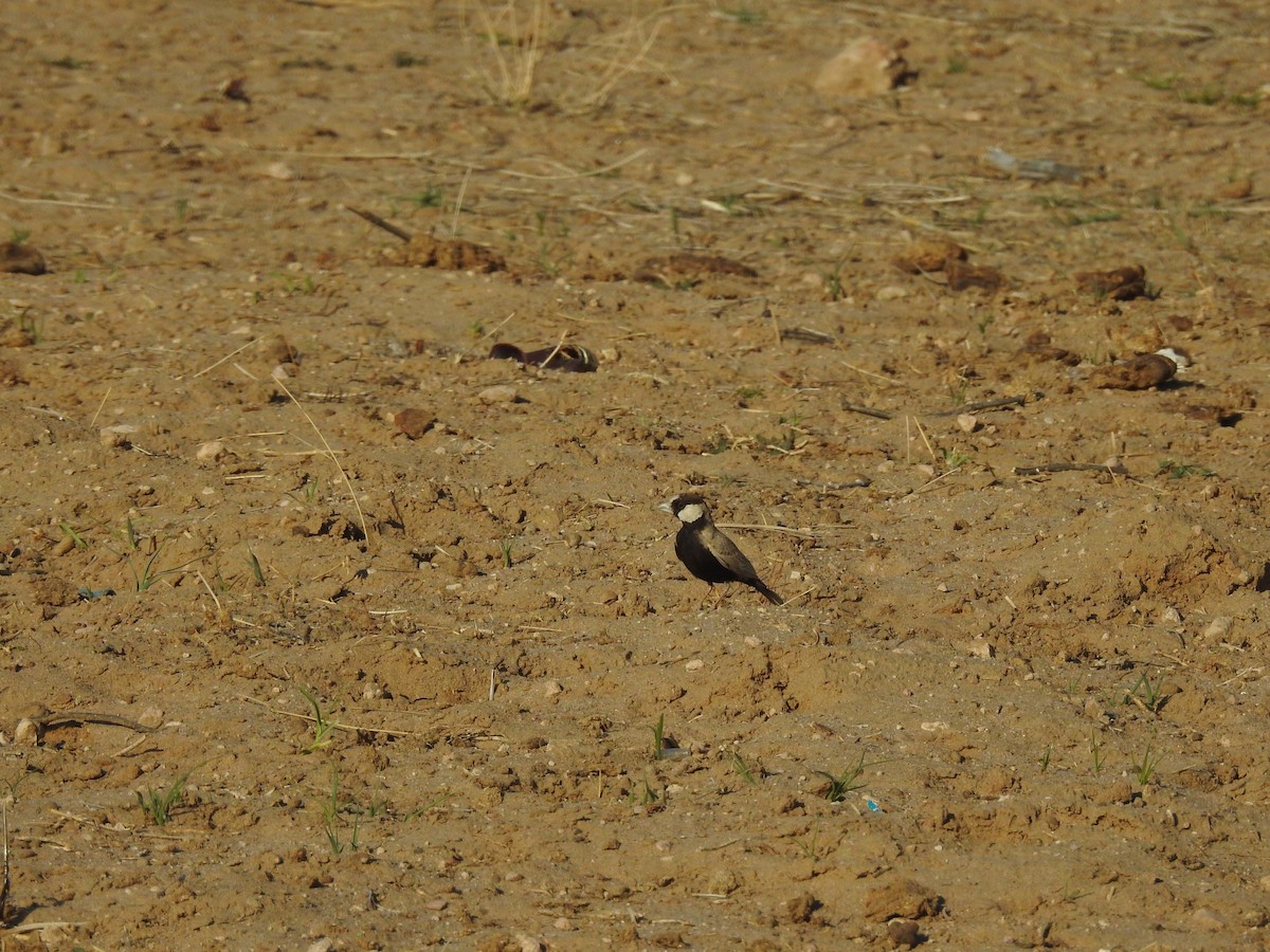 Black-crowned Sparrow-Lark - ML617213196