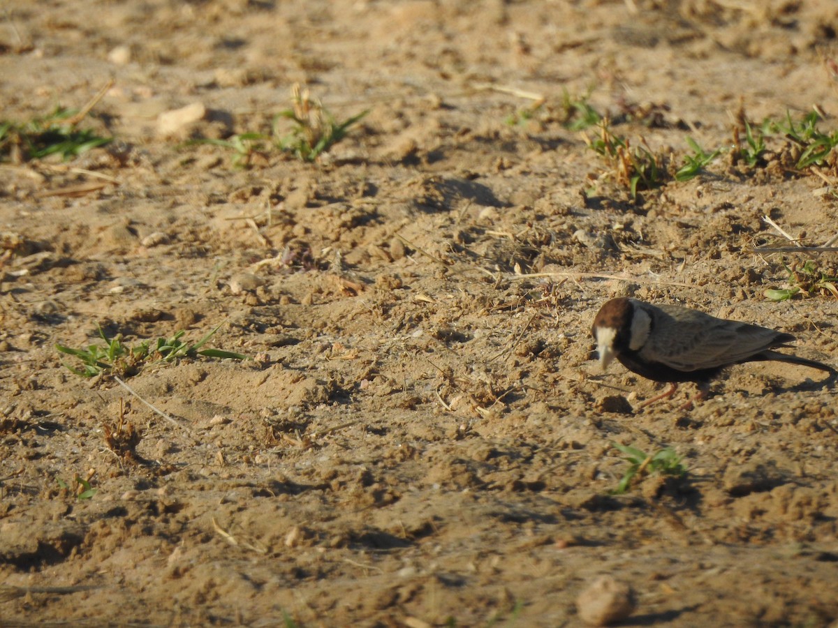 Black-crowned Sparrow-Lark - ML617213197