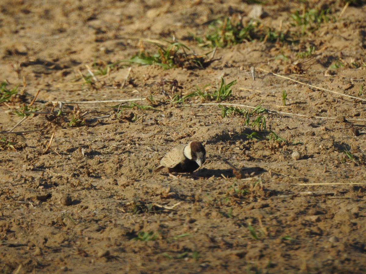 Black-crowned Sparrow-Lark - ML617213198