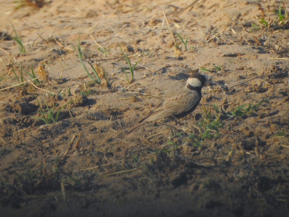 Black-crowned Sparrow-Lark - ML617213199