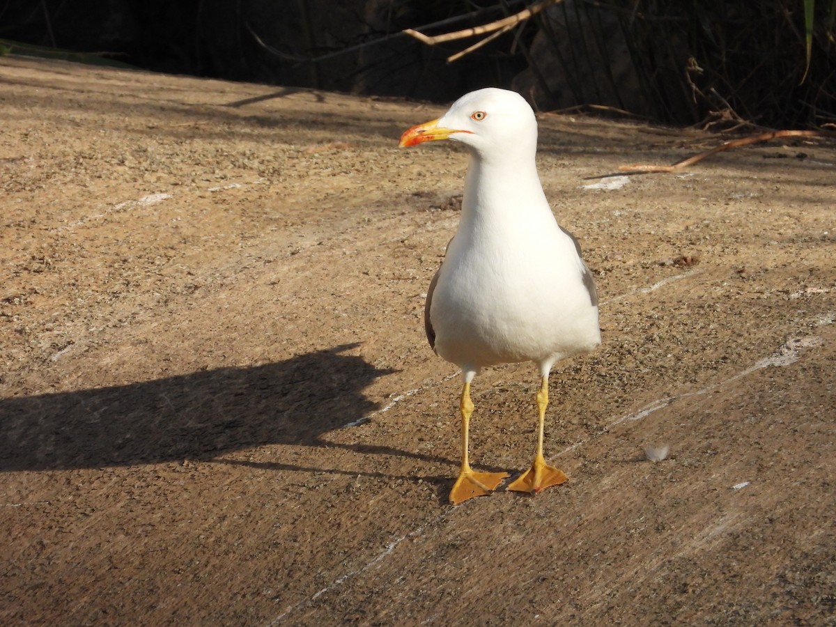 Yellow-legged Gull - ML617213206