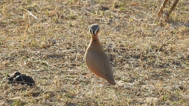 Cream-colored Courser - ML617213230