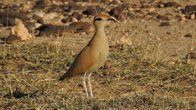 Cream-colored Courser - ML617213231