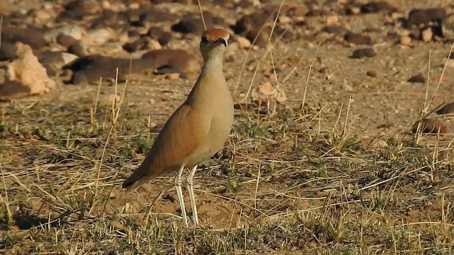 רץ מדבר - ML617213232