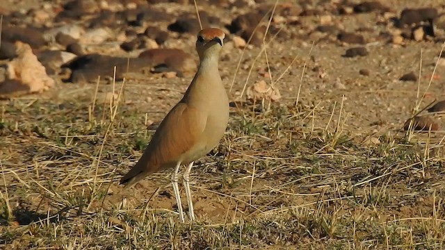 Cream-colored Courser - ML617213232