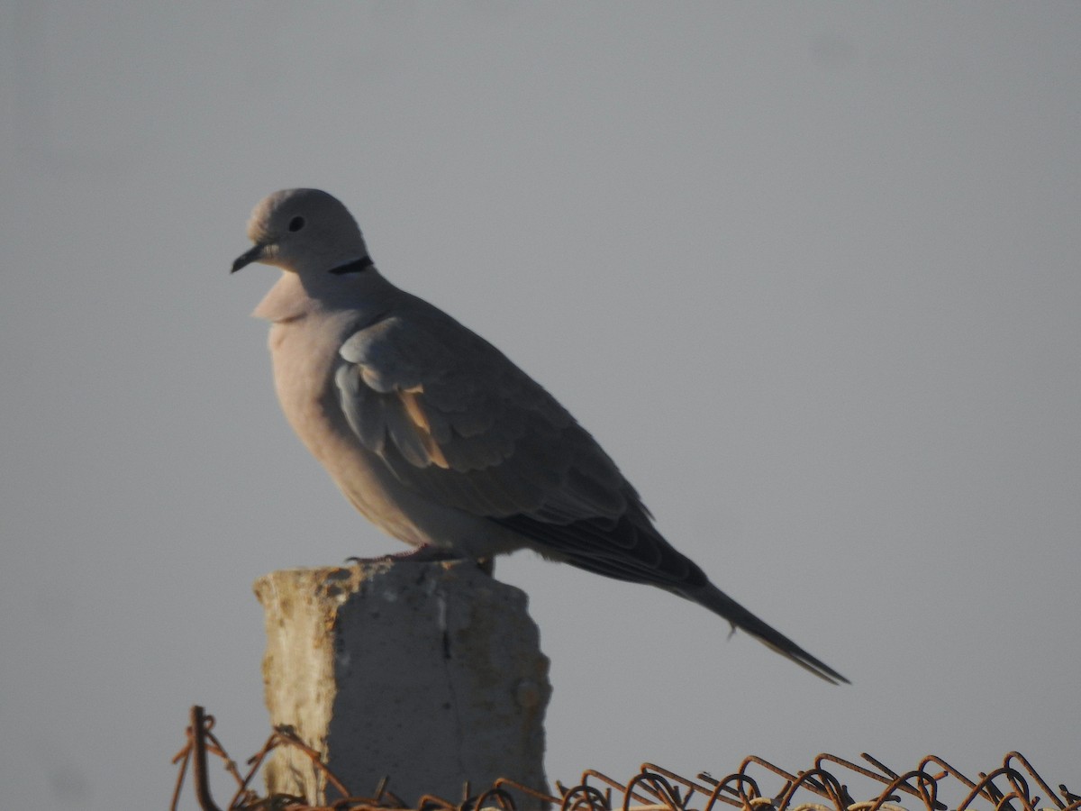 Eurasian Collared-Dove - ML617213238