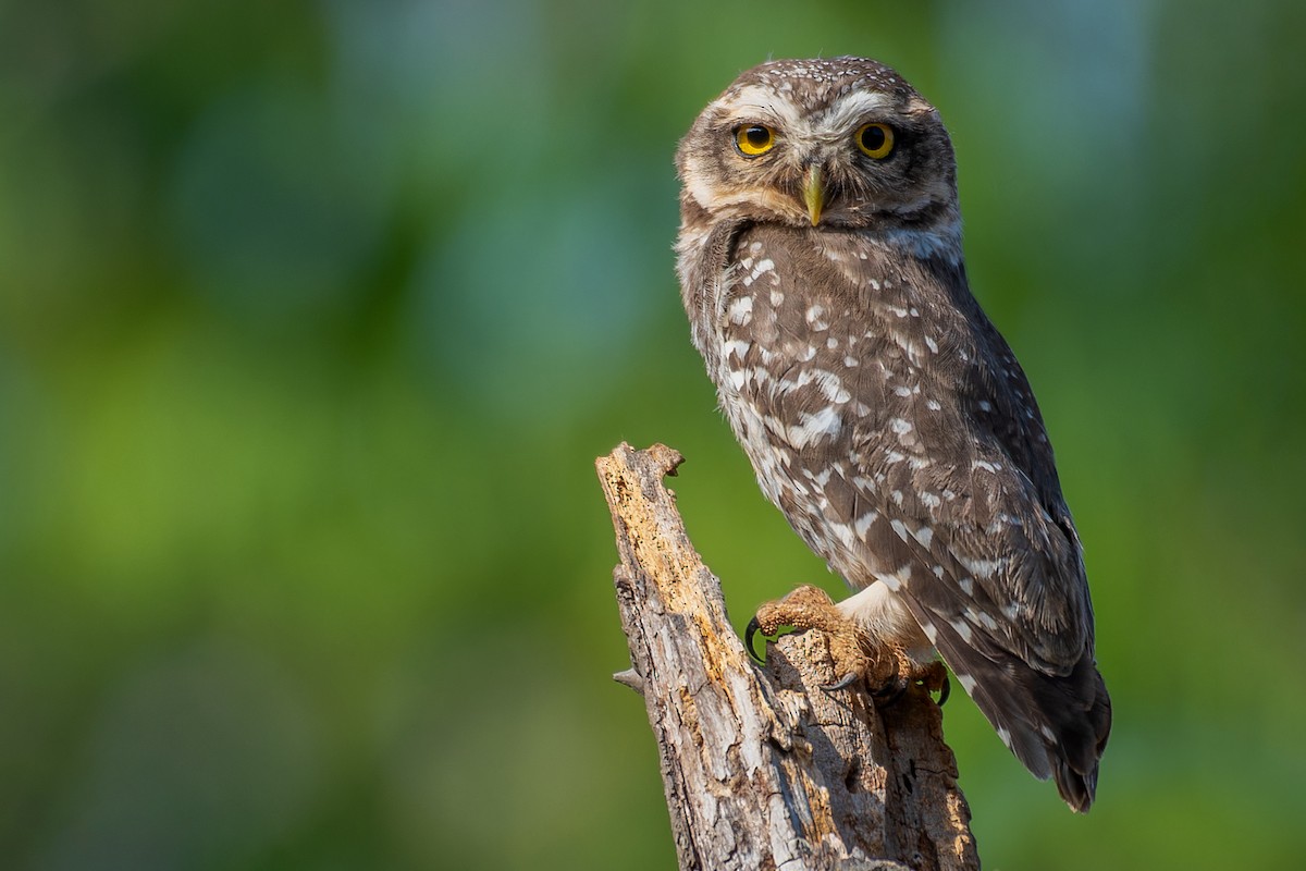 Spotted Owlet - Abhijit Mishra