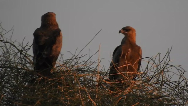 Tawny Eagle - ML617213280