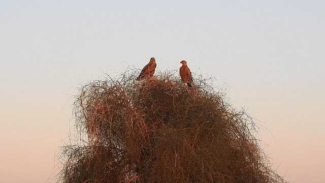 Tawny Eagle - ML617213283