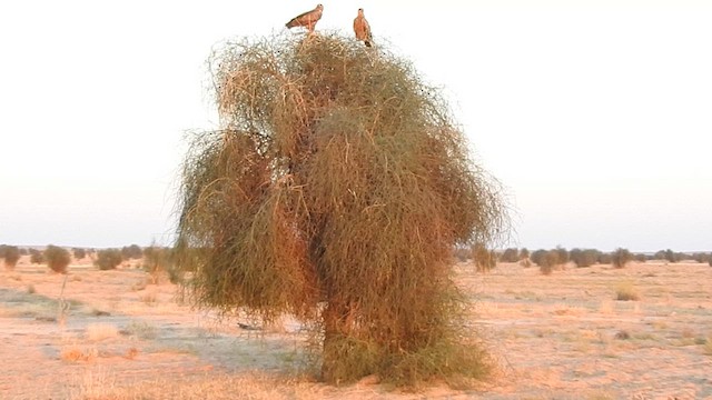 Tawny Eagle - ML617213284