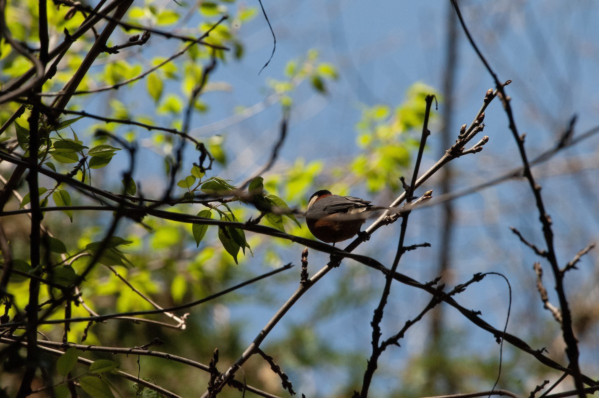 Varied Tit - ML617213289