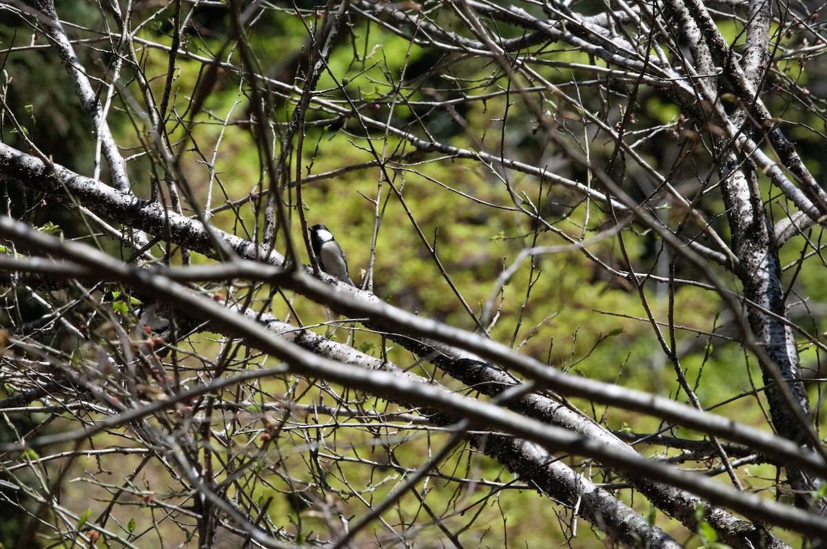 Japanese Tit - ML617213291