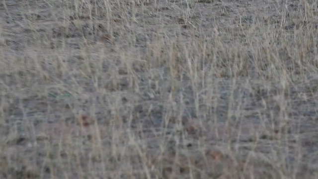 White-browed Bushchat - ML617213297