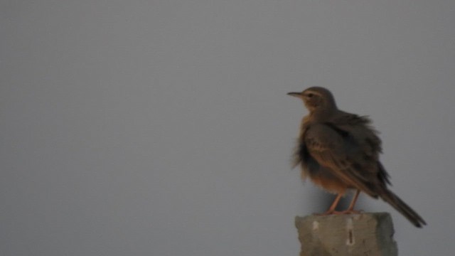 Long-billed Pipit - ML617213301