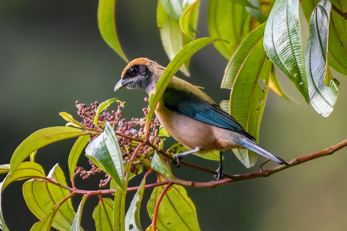 Burnished-buff Tanager - ML617213311