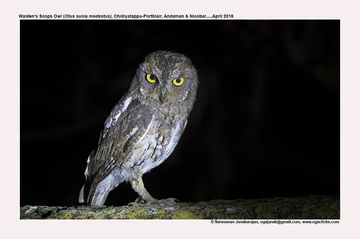 Oriental Scops-Owl - Saravanan Janakarajan