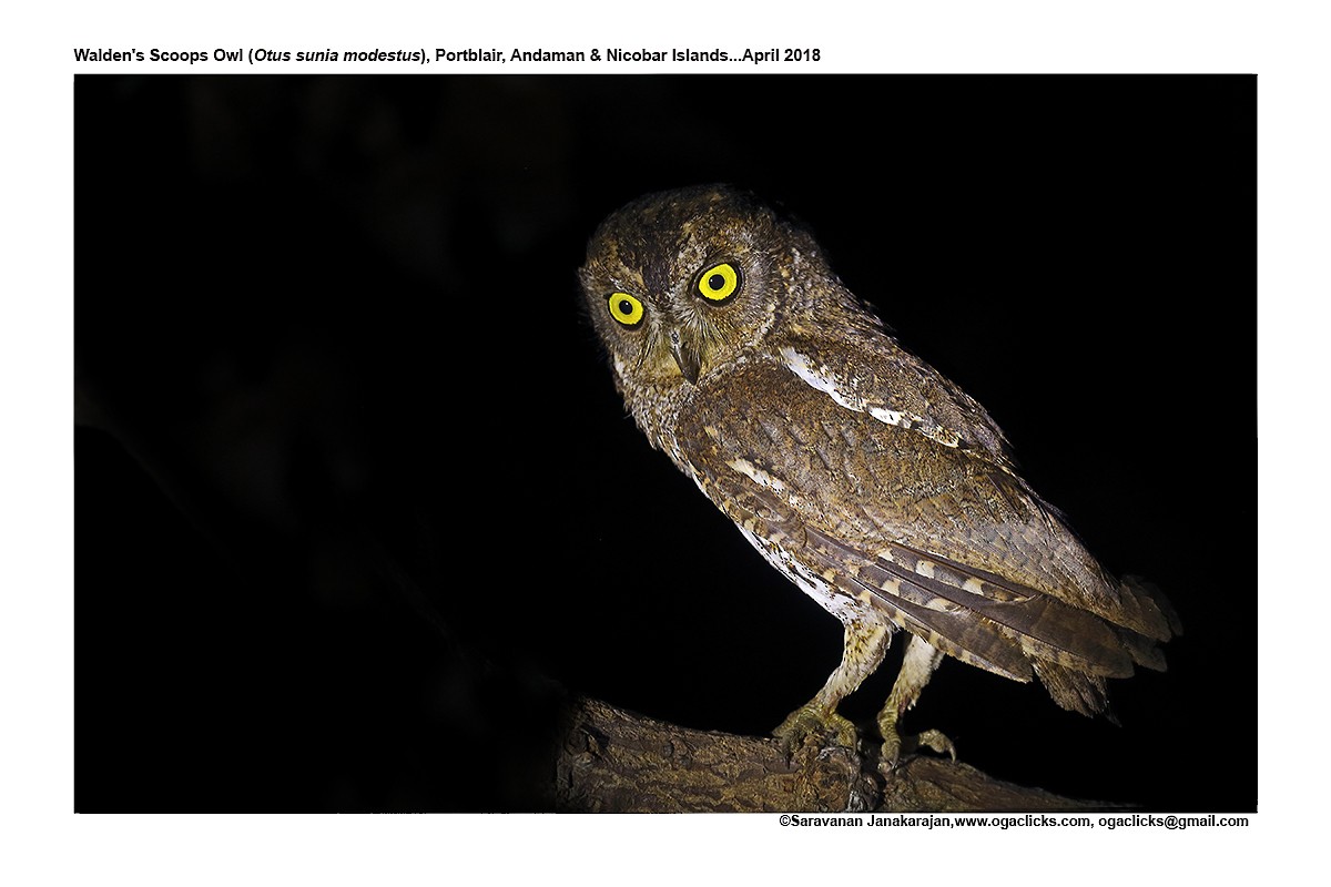 Oriental Scops-Owl - Saravanan Janakarajan
