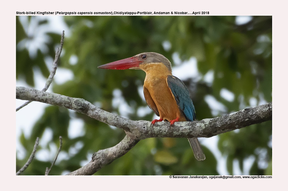 Stork-billed Kingfisher - Saravanan Janakarajan