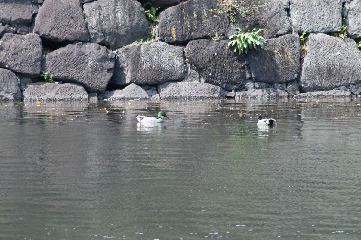 Falcated Duck - ML617213480