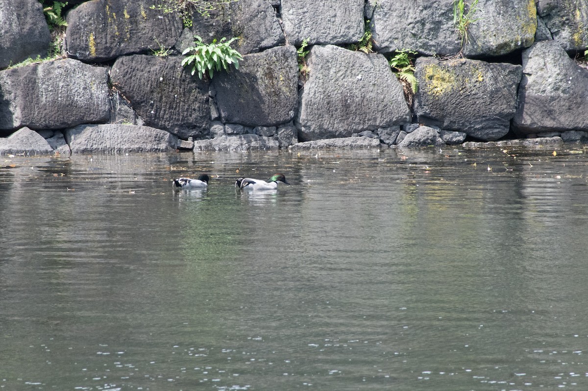 Falcated Duck - ML617213481