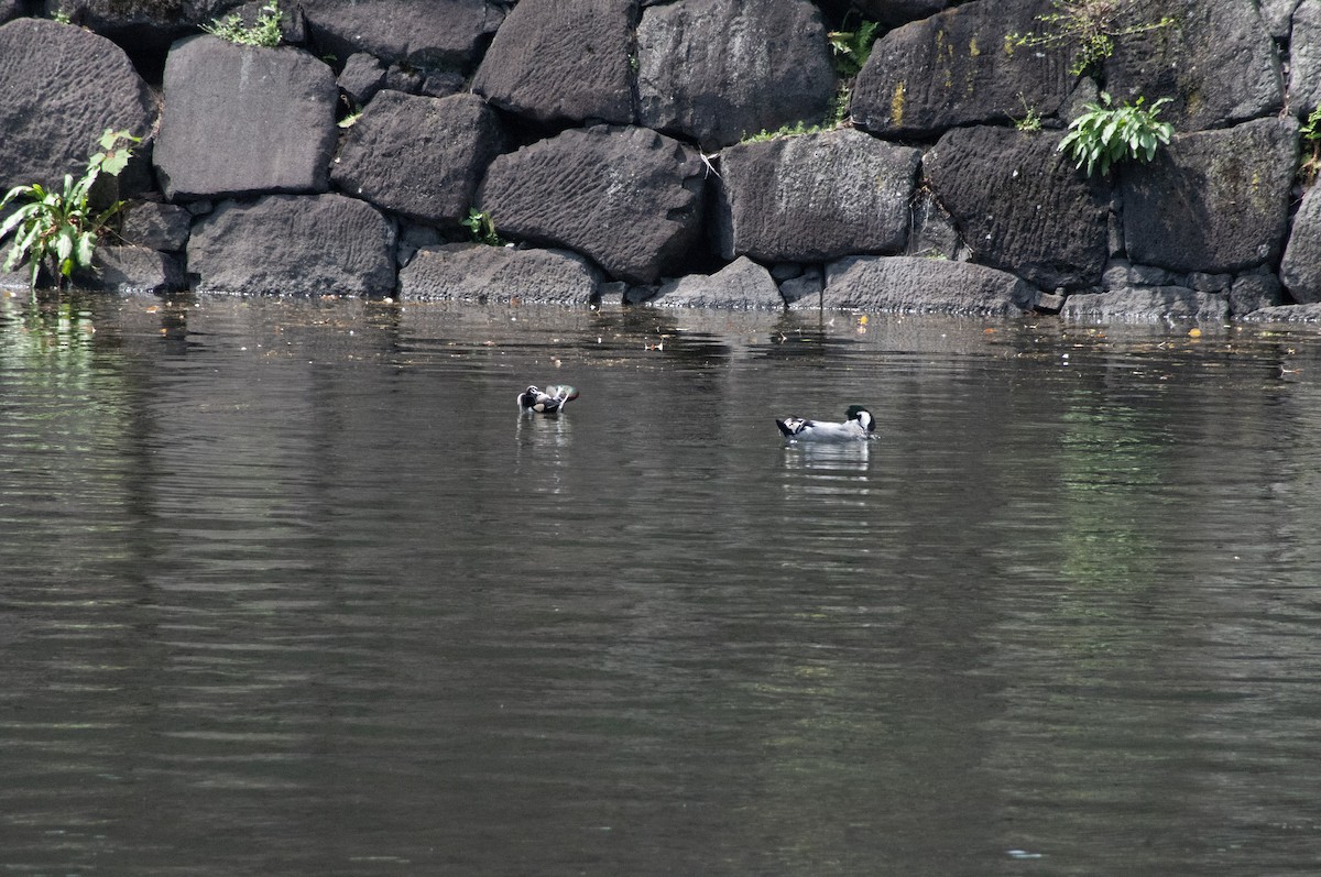 Canard à faucilles - ML617213484