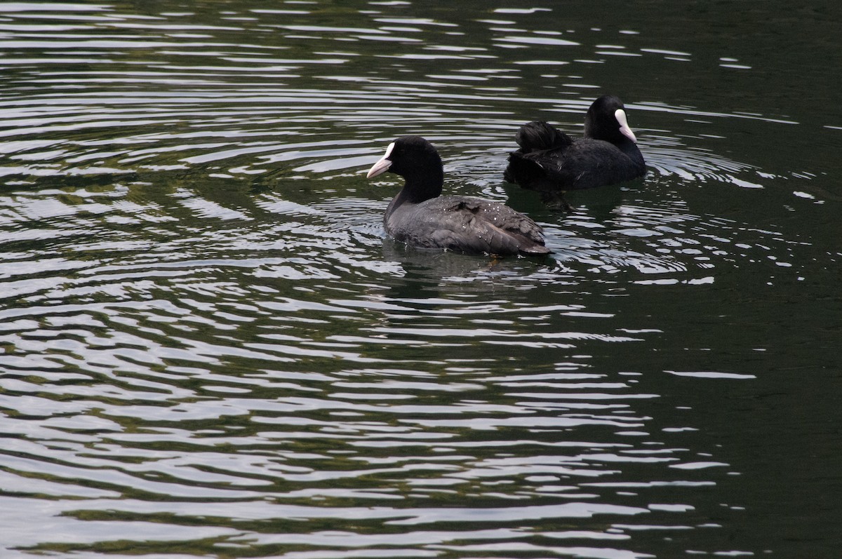 Eurasian Coot - Ben Martin Mortimer