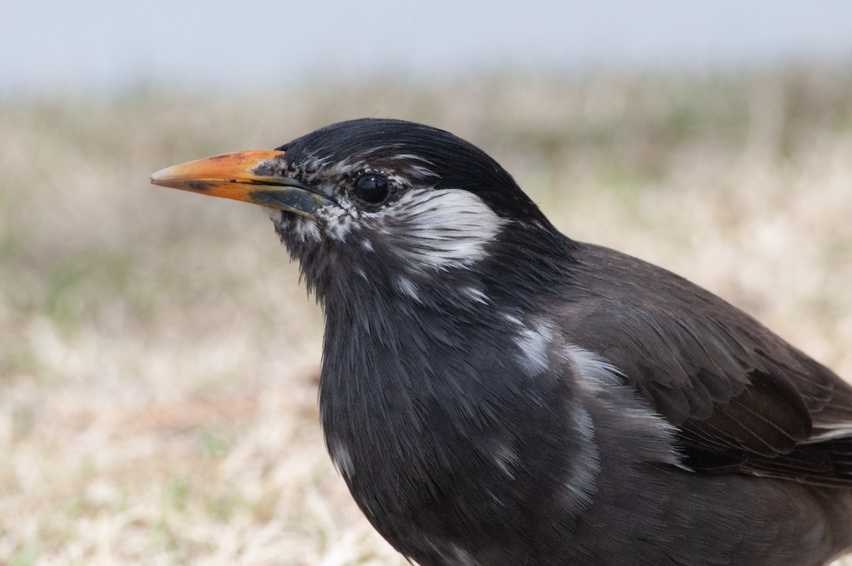 White-cheeked Starling - ML617213496