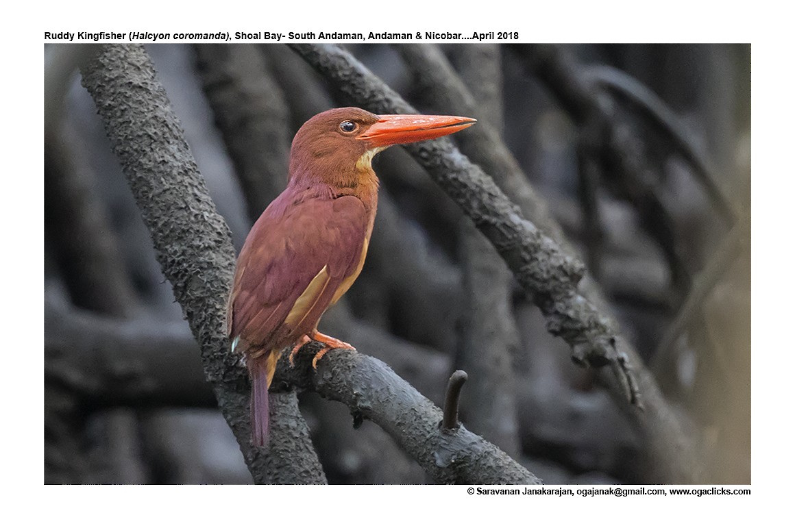 Ruddy Kingfisher - ML617213522