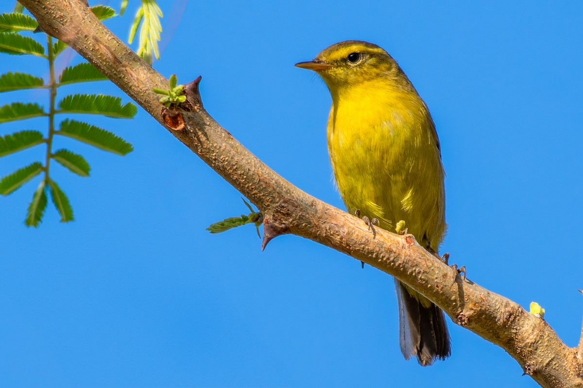 Tickell's Leaf Warbler - Abhijit Mishra