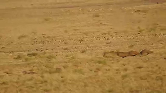 Ganga unibande - ML617213568