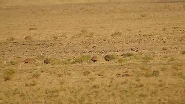 Ganga unibande - ML617213569