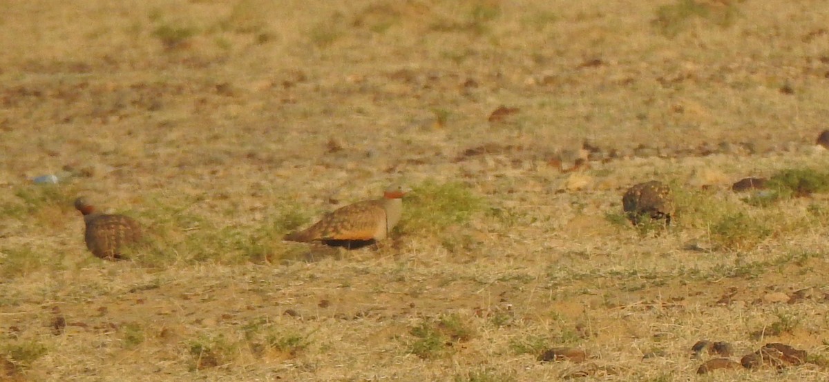 Black-bellied Sandgrouse - Francis D'Souza