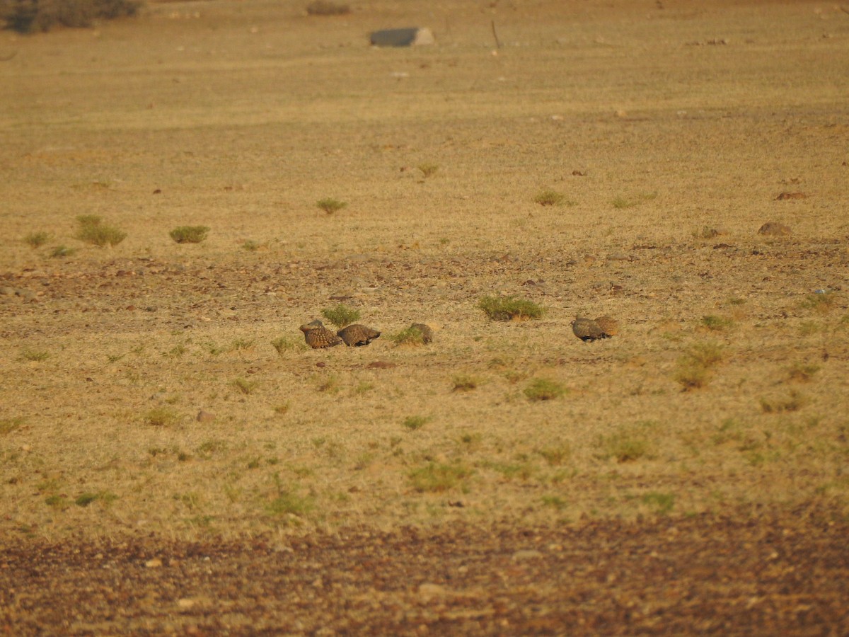 Black-bellied Sandgrouse - ML617213571