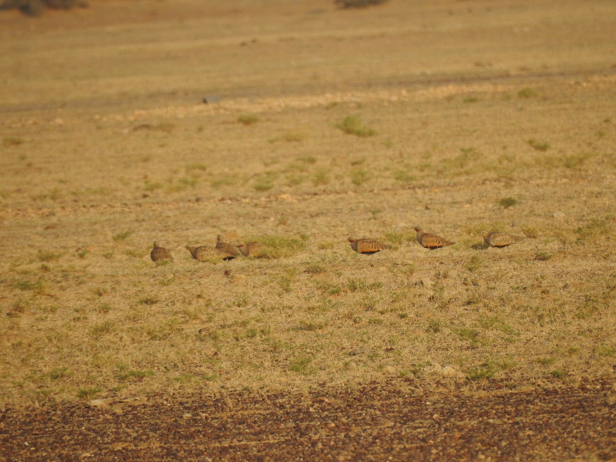 Black-bellied Sandgrouse - ML617213572