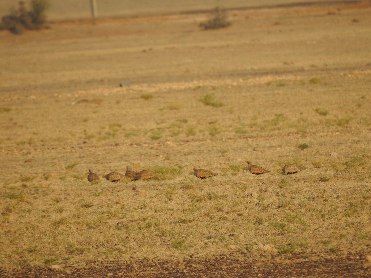 Black-bellied Sandgrouse - Francis D'Souza