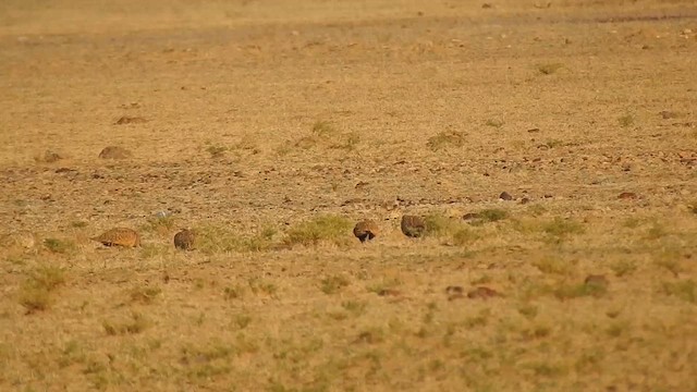 Ganga unibande - ML617213574