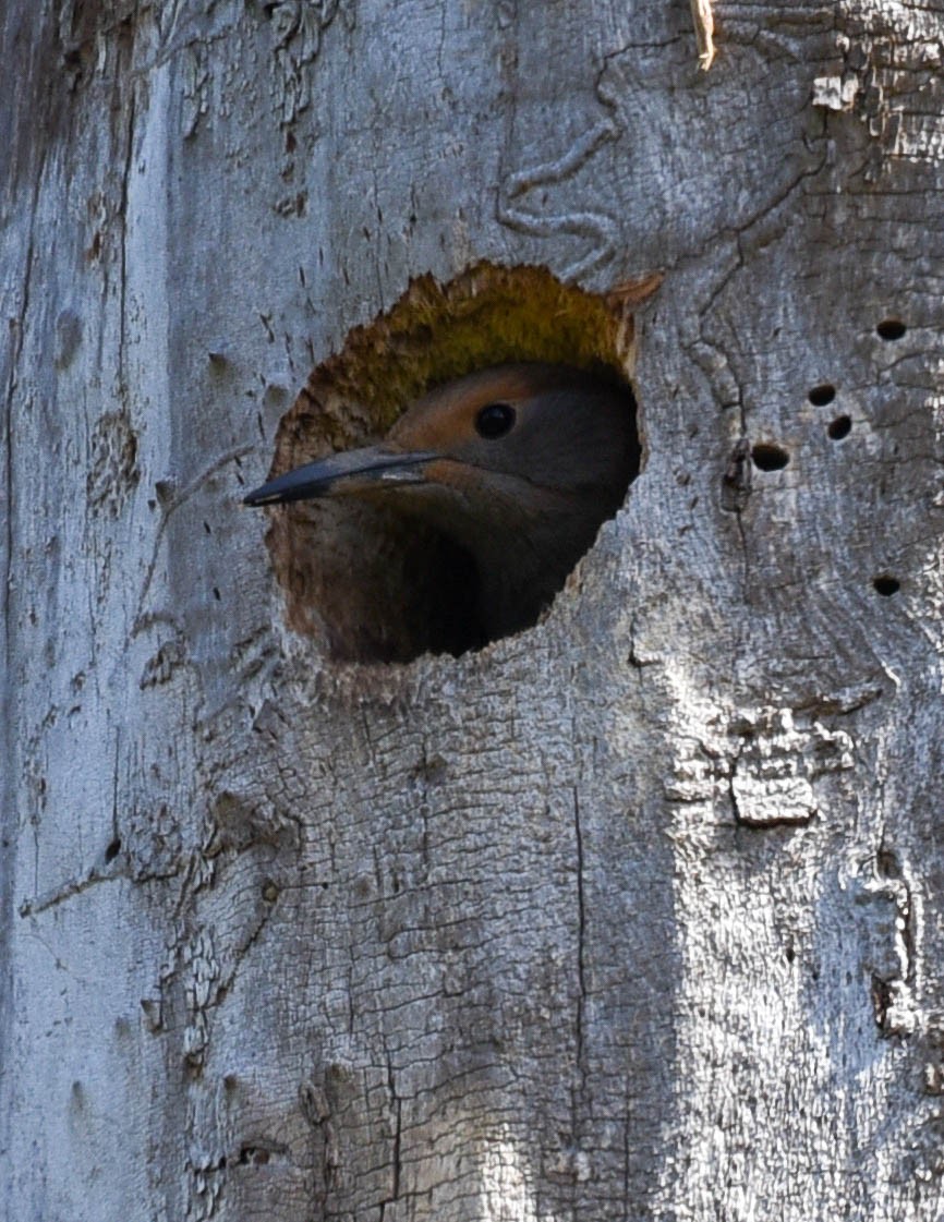 Northern Flicker - virginia rayburn