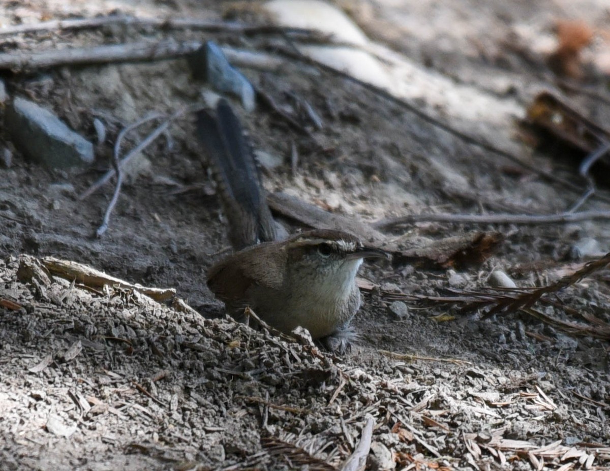 Bewick's Wren - virginia rayburn