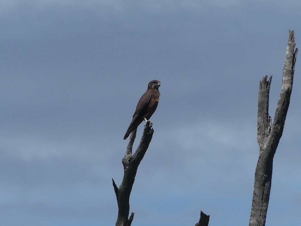 Brown Falcon - ML617213636