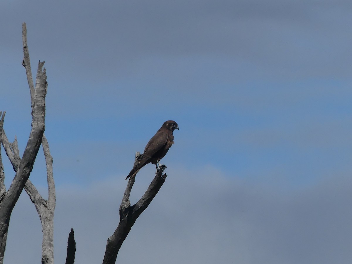 Brown Falcon - ML617213637