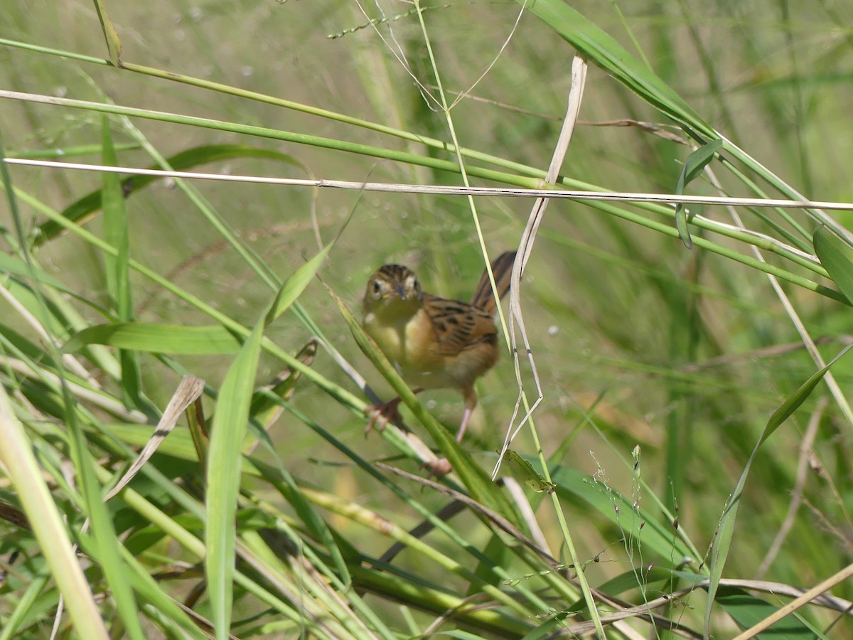 Cisticole à couronne dorée - ML617213653