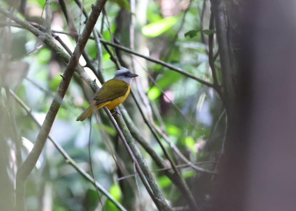 Gray-headed Tanager - ML617213659