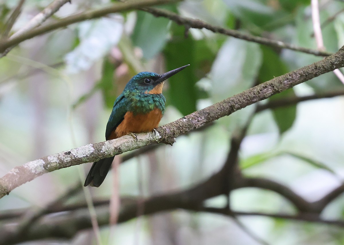 Green-tailed Jacamar - ML617213672