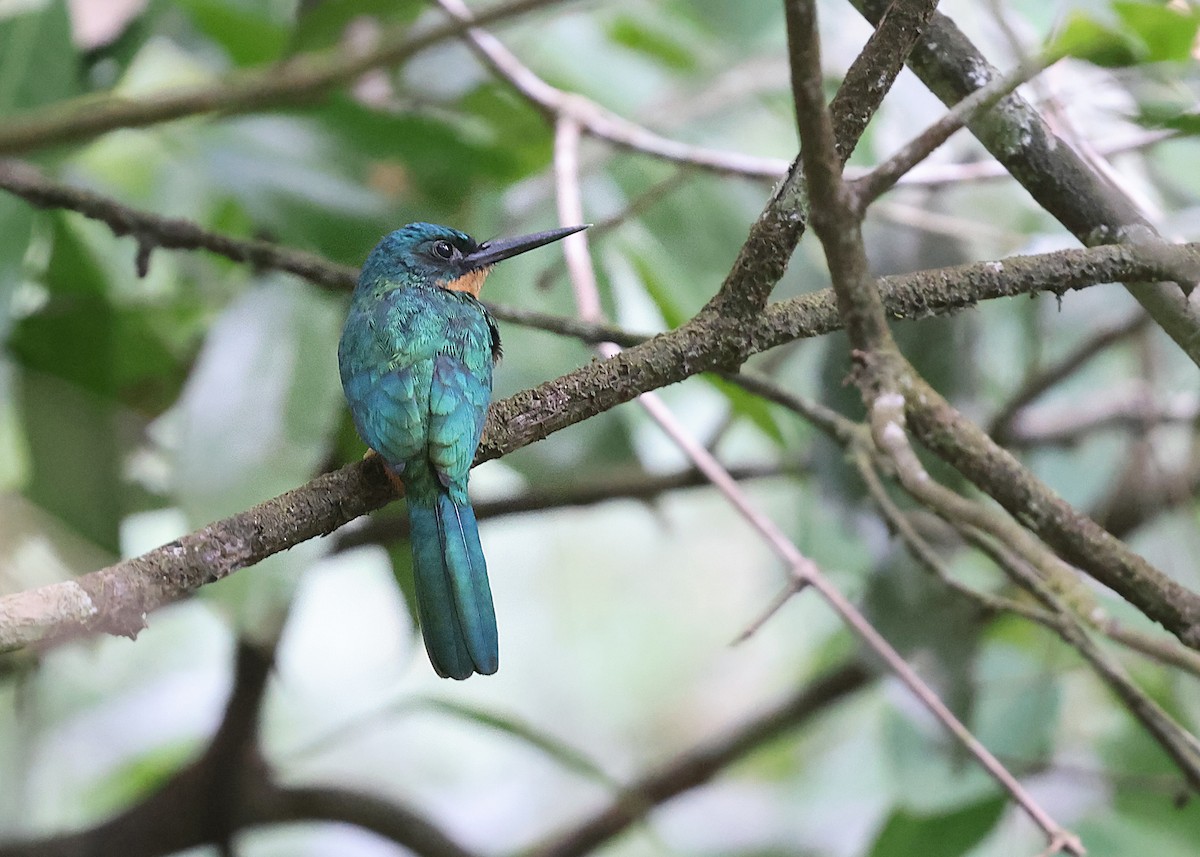 Green-tailed Jacamar - Brendan Ryan