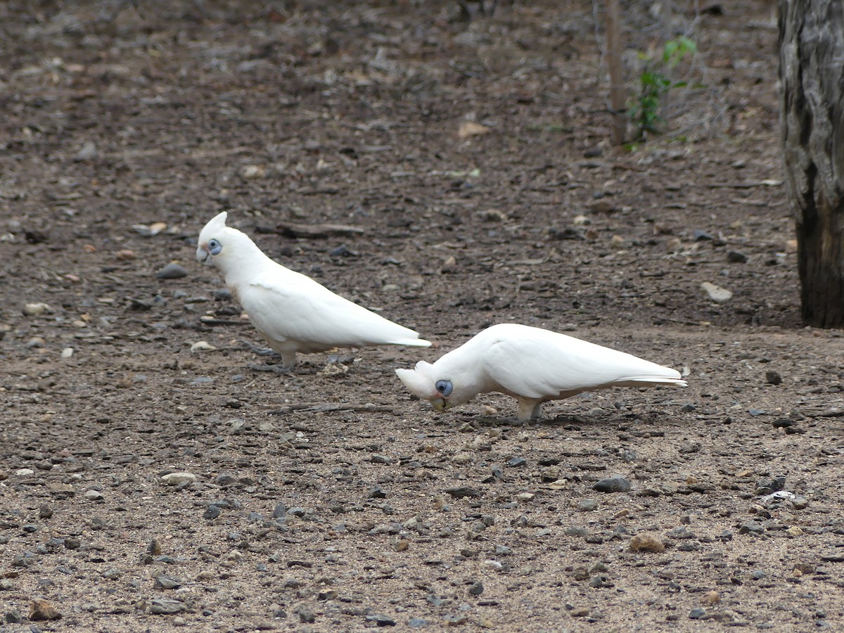 Nacktaugenkakadu - ML617213739