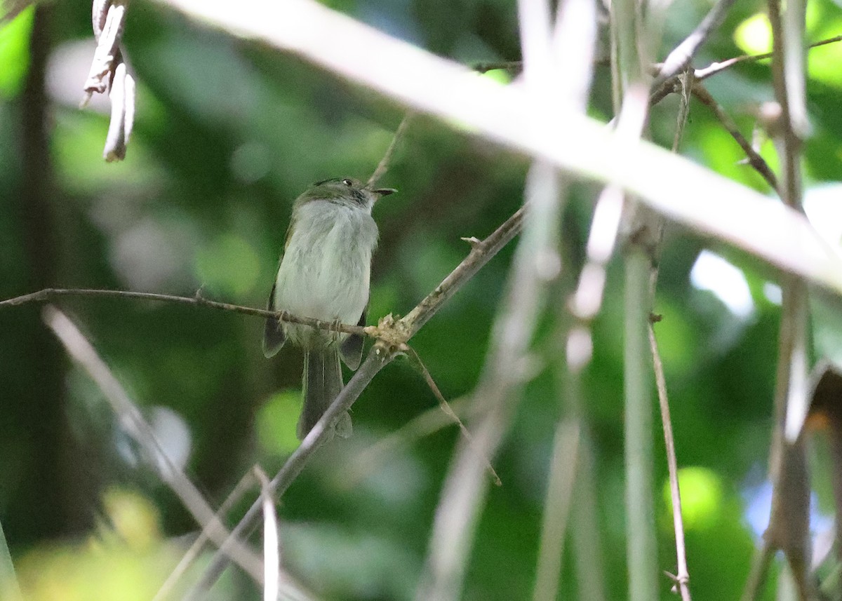 Helmeted Pygmy-Tyrant - ML617213746